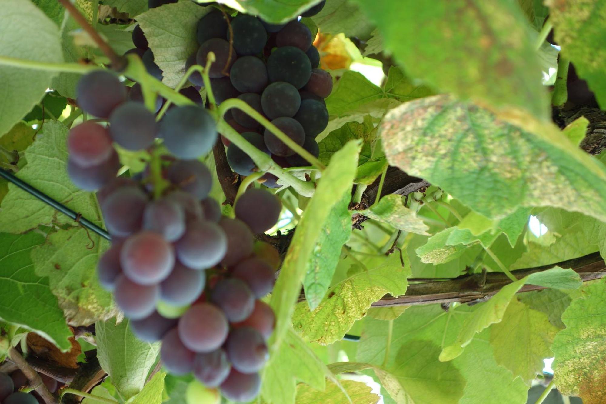 Das Weinberghaus Ratsch an der Weinstraße Εξωτερικό φωτογραφία